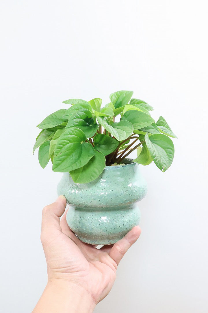 【ペペロミア  ラナ】愛知県のペペロミア生産の名人が作り上げた極上のラナです！ボリューム満点！