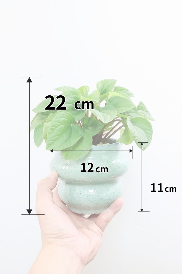 【ペペロミア  ラナ】愛知県のペペロミア生産の名人が作り上げた極上のラナです！ボリューム満点！