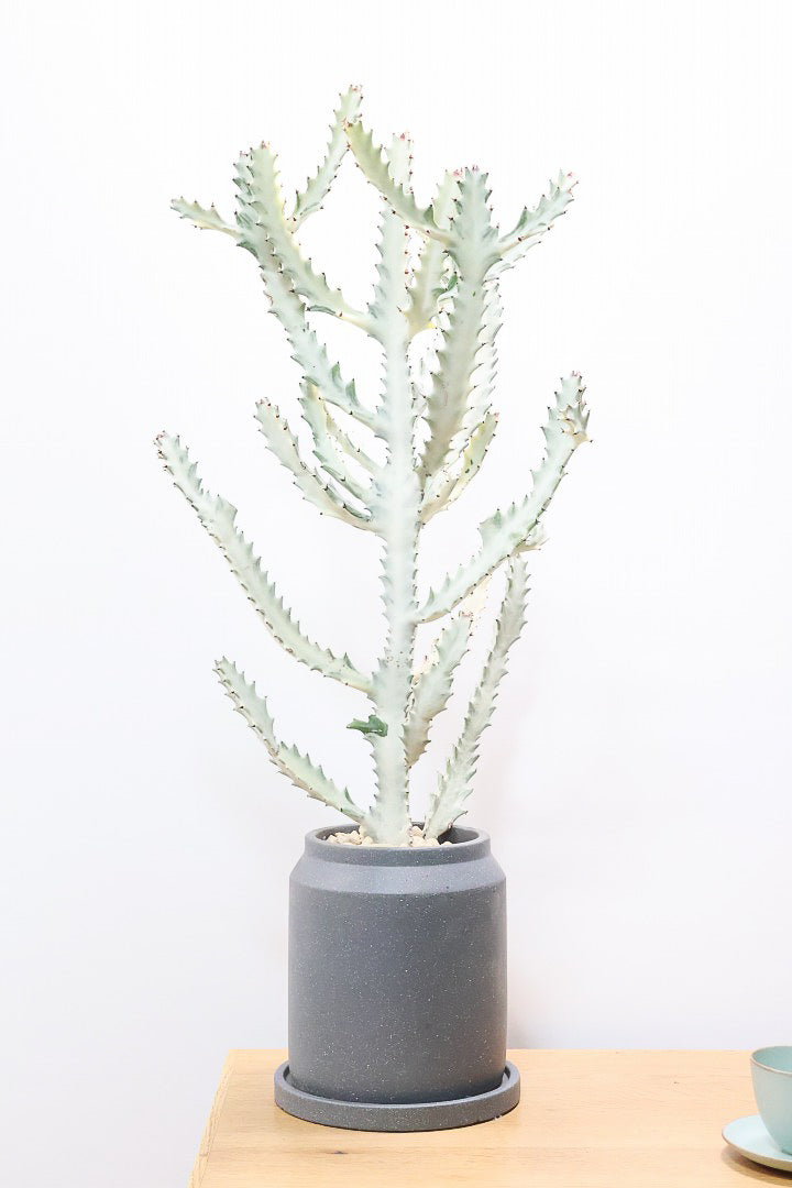 【ユーフォルビア ラクティア ホワイトゴースト】このボリュームのある樹形はラスト１鉢！名前の通りホワイトの幹肌がとても美しい！意外と育てやすい！