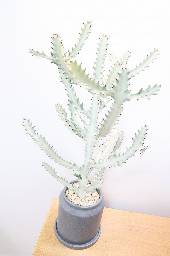 【ユーフォルビア ラクティア ホワイトゴースト】このボリュームのある樹形はラスト１鉢！名前の通りホワイトの幹肌がとても美しい！意外と育てやすい！