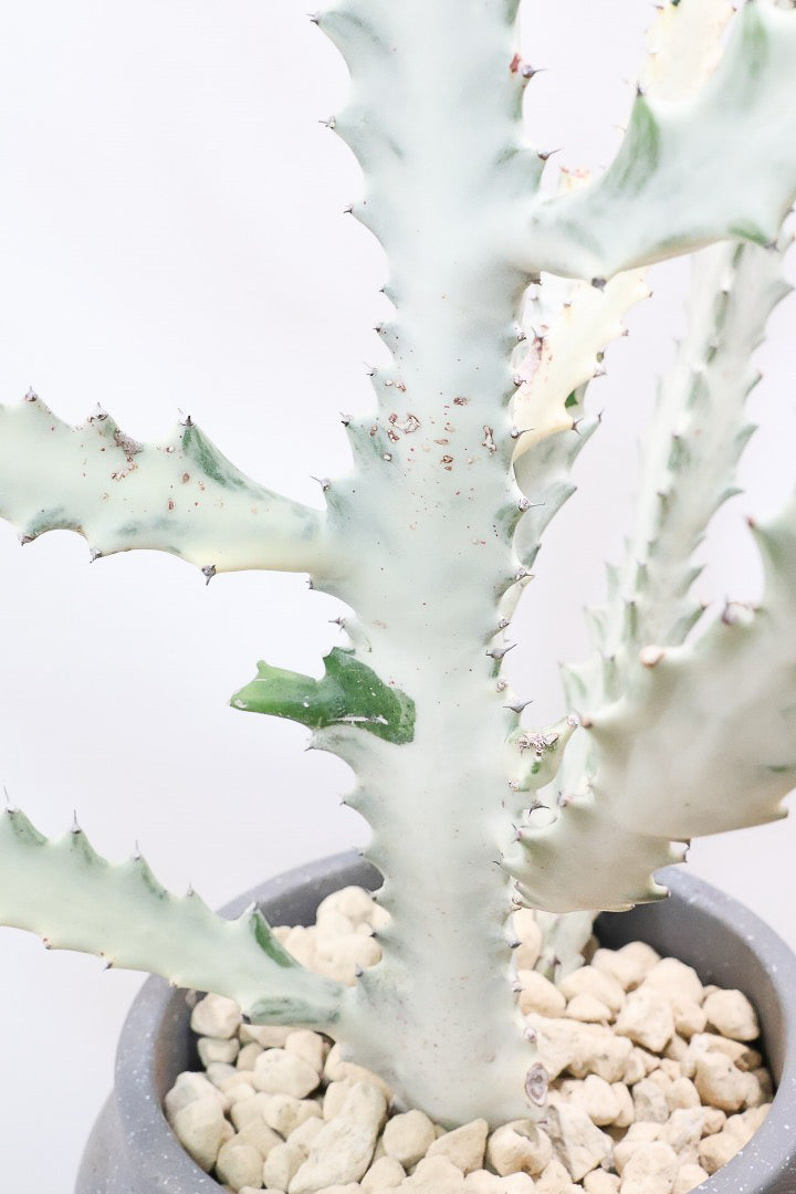 【ユーフォルビア ラクティア ホワイトゴースト】このボリュームのある樹形はラスト１鉢！名前の通りホワイトの幹肌がとても美しい！意外と育てやすい！