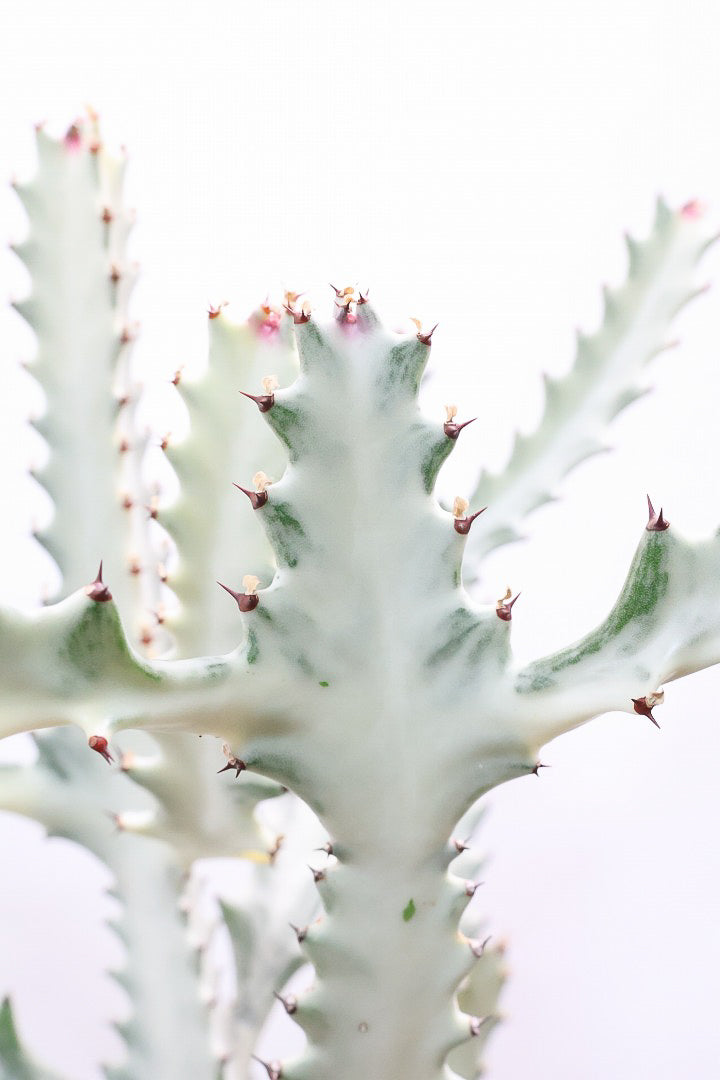 【ユーフォルビア ラクティア ホワイトゴースト】このボリュームのある樹形はラスト１鉢！名前の通りホワイトの幹肌がとても美しい！意外と育てやすい！