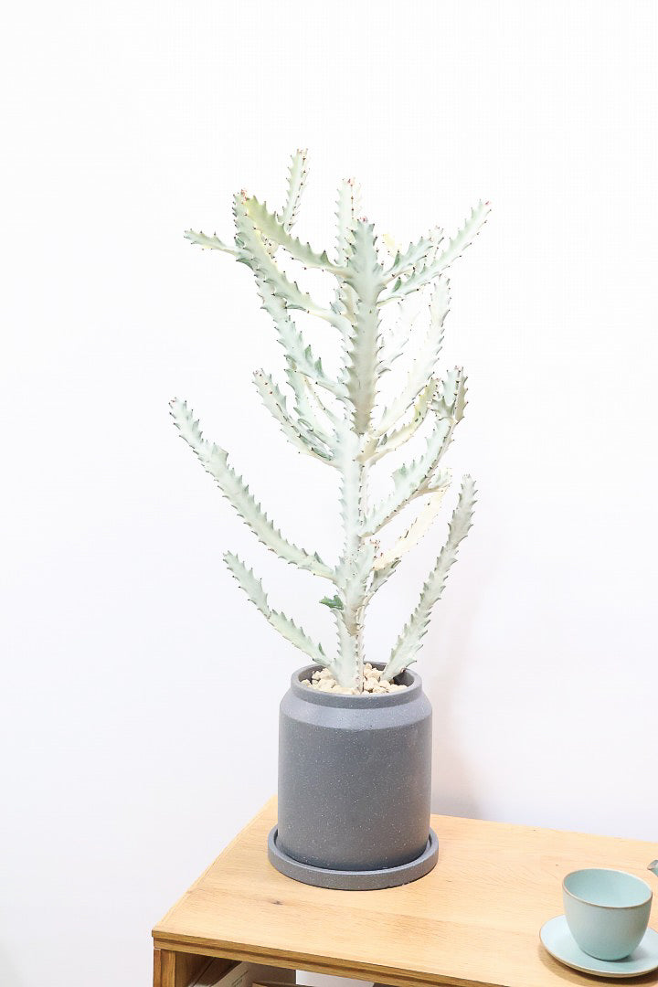 【ユーフォルビア ラクティア ホワイトゴースト】このボリュームのある樹形はラスト１鉢！名前の通りホワイトの幹肌がとても美しい！意外と育てやすい！