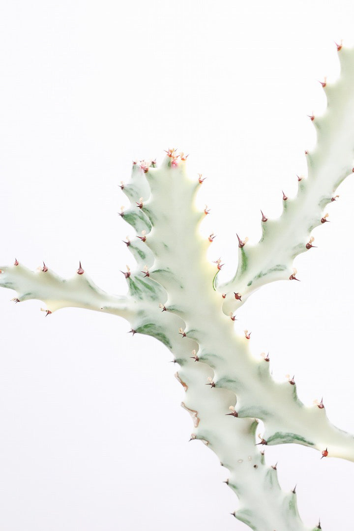 【ユーフォルビア ラクティア ホワイトゴースト】このボリュームのある樹形はラスト１鉢！名前の通りホワイトの幹肌がとても美しい！意外と育てやすい！