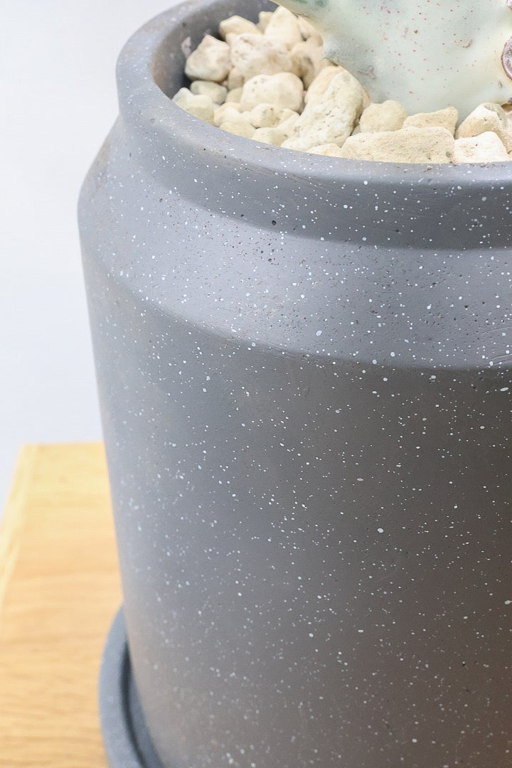 【ユーフォルビア ラクティア ホワイトゴースト】このボリュームのある樹形はラスト１鉢！名前の通りホワイトの幹肌がとても美しい！意外と育てやすい！