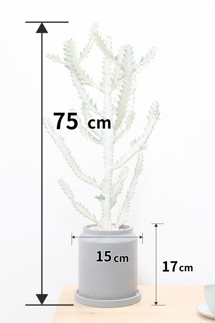 【ユーフォルビア ラクティア ホワイトゴースト】このボリュームのある樹形はラスト１鉢！名前の通りホワイトの幹肌がとても美しい！意外と育てやすい！