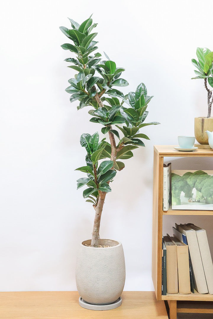 【フィカス アポロゴム】超BIGサイズなので存在感があります！ダークグリーンの葉がとても美しいスタイリッシュな観葉植物！