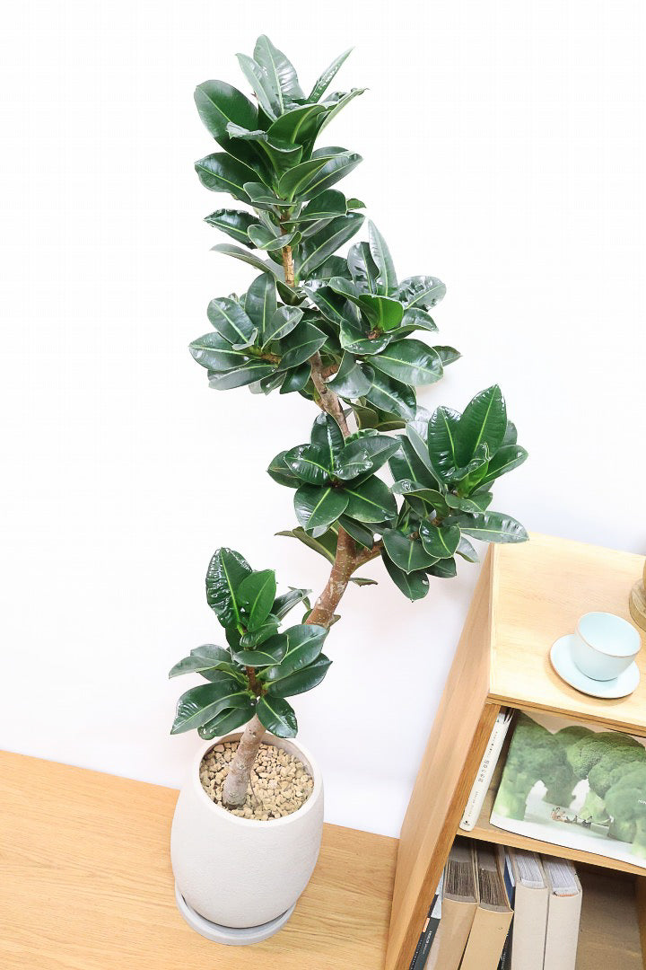 【フィカス アポロゴム】超BIGサイズなので存在感があります！ダークグリーンの葉がとても美しいスタイリッシュな観葉植物！