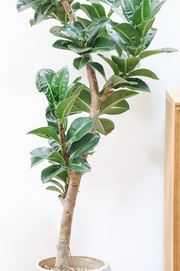 【フィカス アポロゴム】超BIGサイズなので存在感があります！ダークグリーンの葉がとても美しいスタイリッシュな観葉植物！