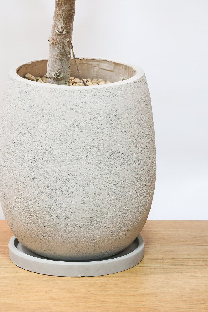 【フィカス アポロゴム】超BIGサイズなので存在感があります！ダークグリーンの葉がとても美しいスタイリッシュな観葉植物！