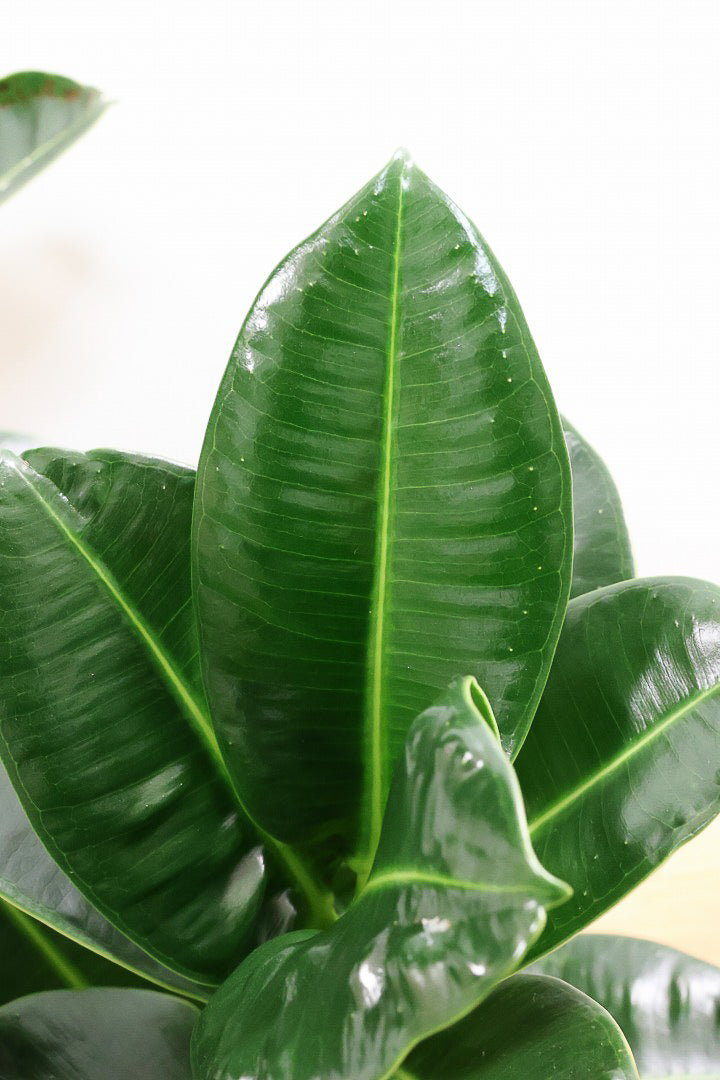 【フィカス アポロゴム】超BIGサイズなので存在感があります！ダークグリーンの葉がとても美しいスタイリッシュな観葉植物！