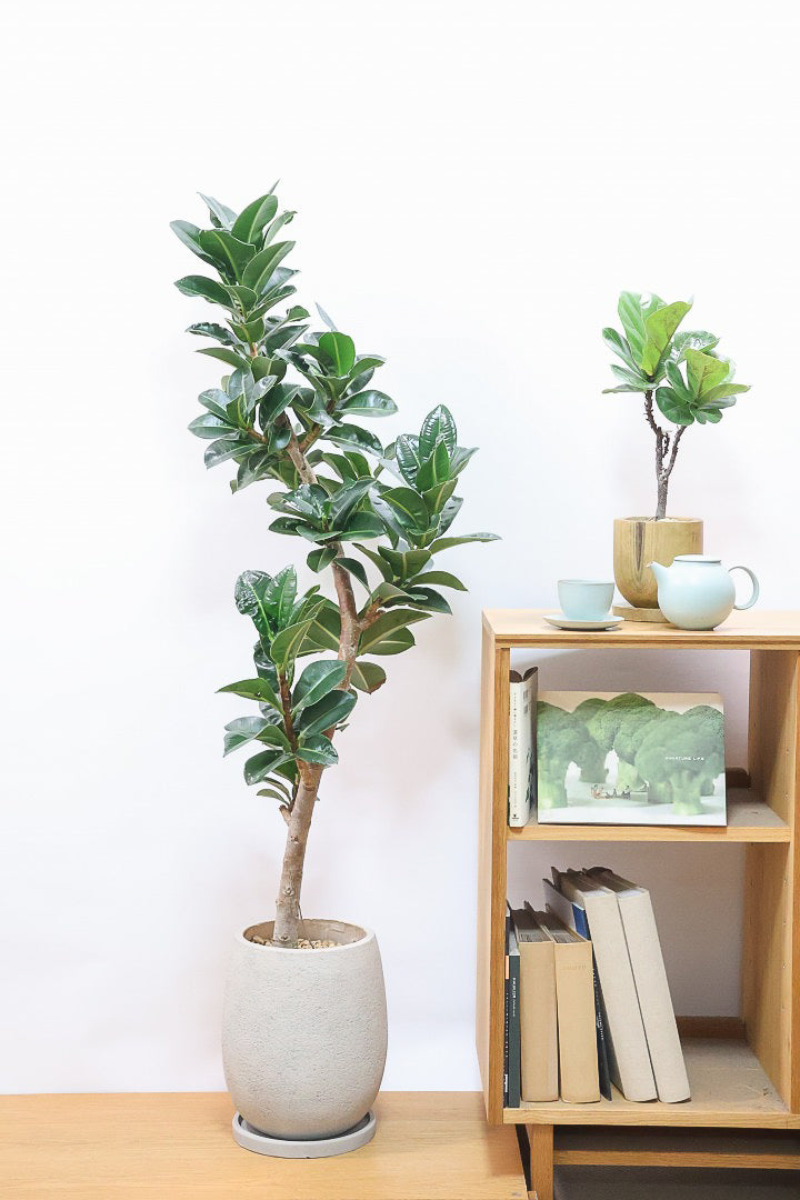 【フィカス アポロゴム】超BIGサイズなので存在感があります！ダークグリーンの葉がとても美しいスタイリッシュな観葉植物！