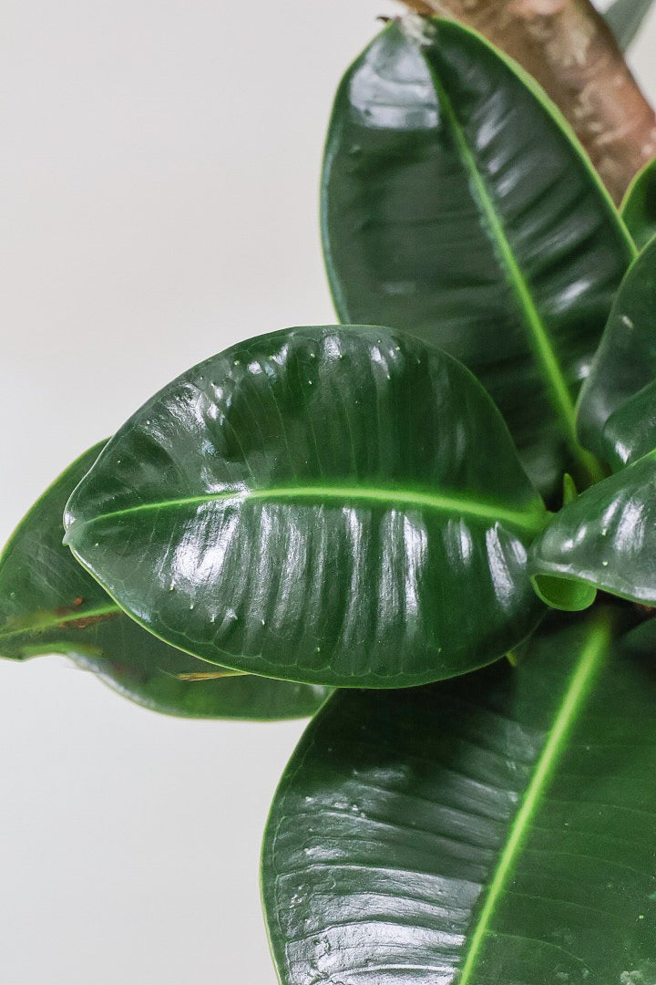 【フィカス アポロゴム】超BIGサイズなので存在感があります！ダークグリーンの葉がとても美しいスタイリッシュな観葉植物！