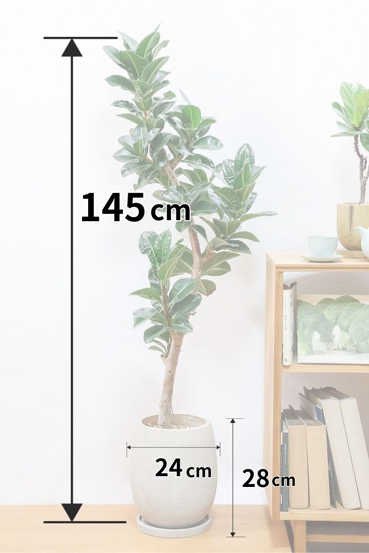 【フィカス アポロゴム】超BIGサイズなので存在感があります！ダークグリーンの葉がとても美しいスタイリッシュな観葉植物！