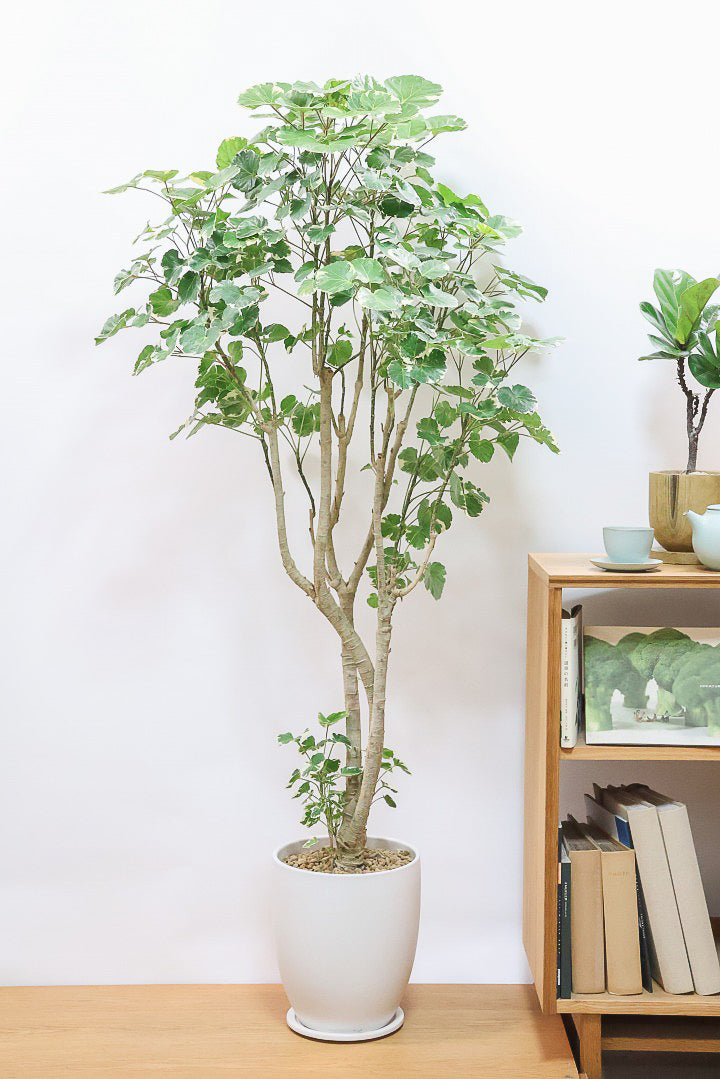 【ポリシャス マルギナータ】葉の模様がとても美しい！あまり生産されていない品種の観葉植物です！