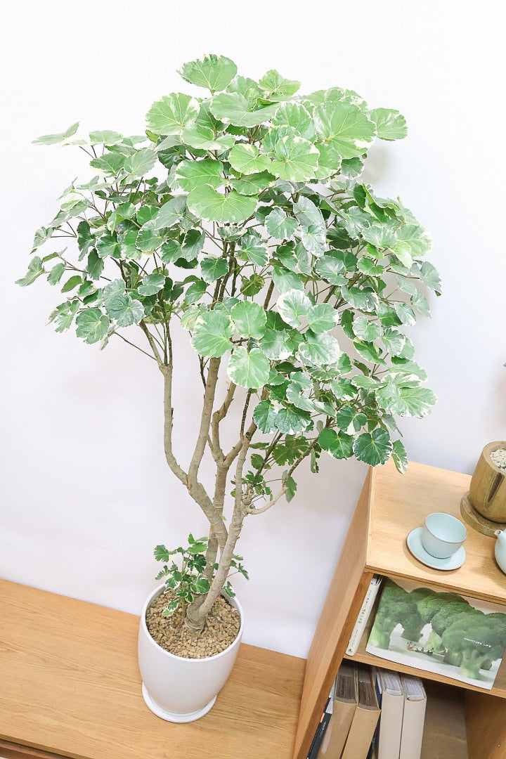 【ポリシャス マルギナータ】葉の模様がとても美しい！あまり生産されていない品種の観葉植物です！