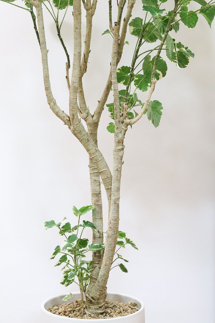 【ポリシャス マルギナータ】葉の模様がとても美しい！あまり生産されていない品種の観葉植物です！