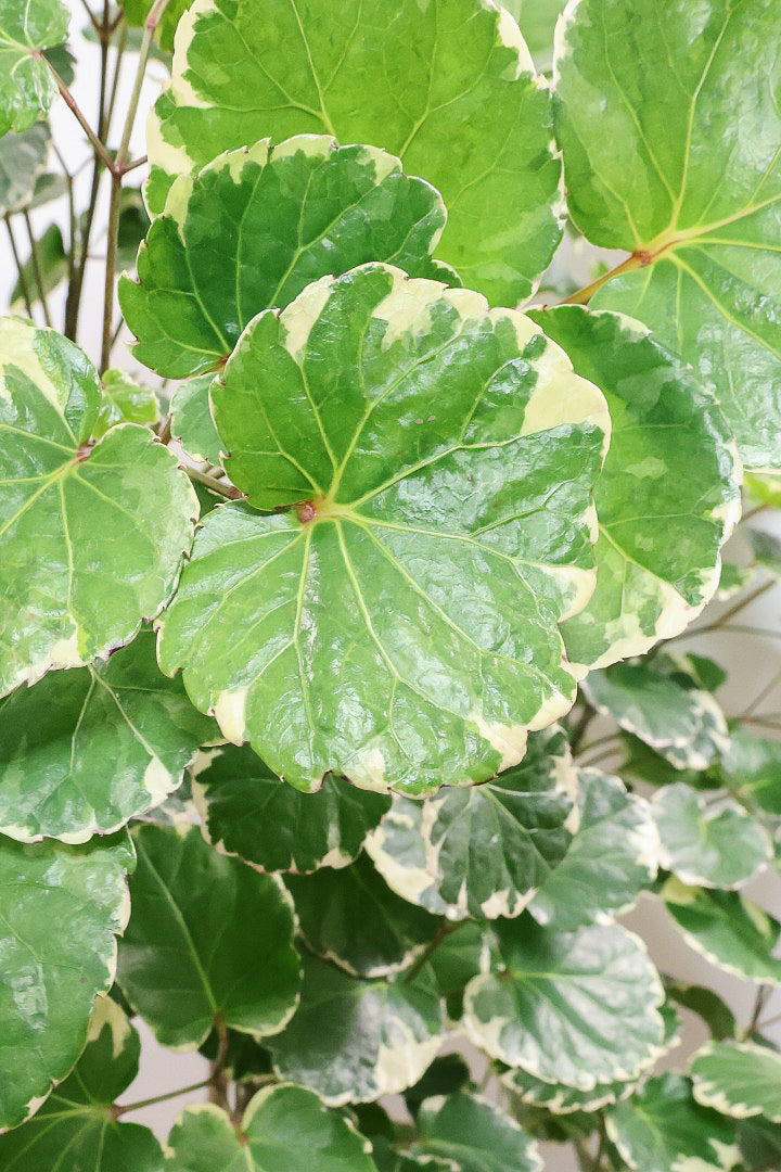 【ポリシャス マルギナータ】葉の模様がとても美しい！あまり生産されていない品種の観葉植物です！