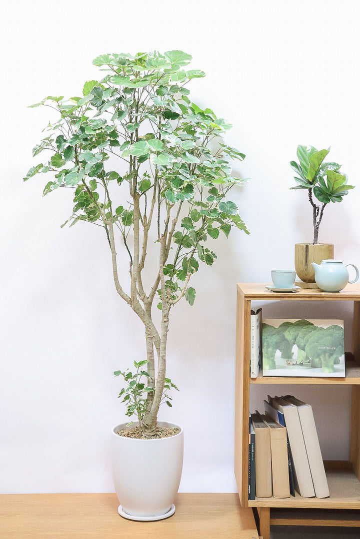 【ポリシャス マルギナータ】葉の模様がとても美しい！あまり生産されていない品種の観葉植物です！