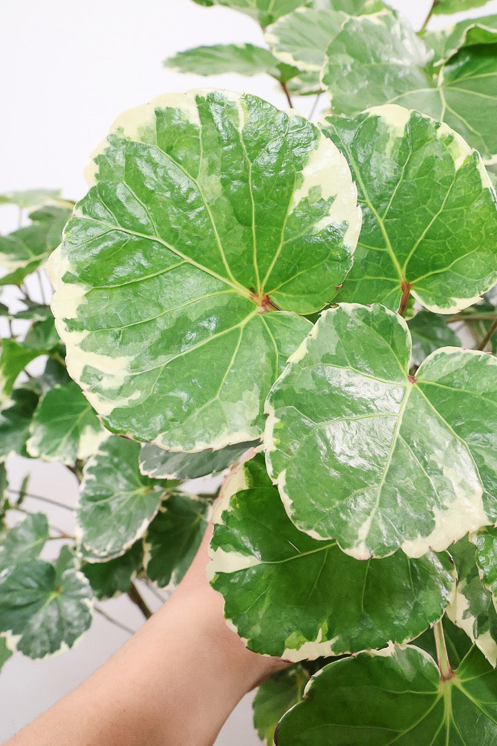 【ポリシャス マルギナータ】葉の模様がとても美しい！あまり生産されていない品種の観葉植物です！