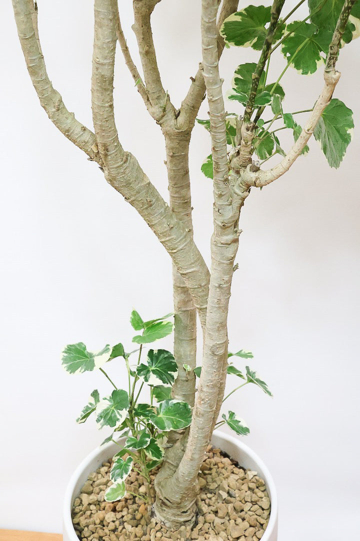 【ポリシャス マルギナータ】葉の模様がとても美しい！あまり生産されていない品種の観葉植物です！