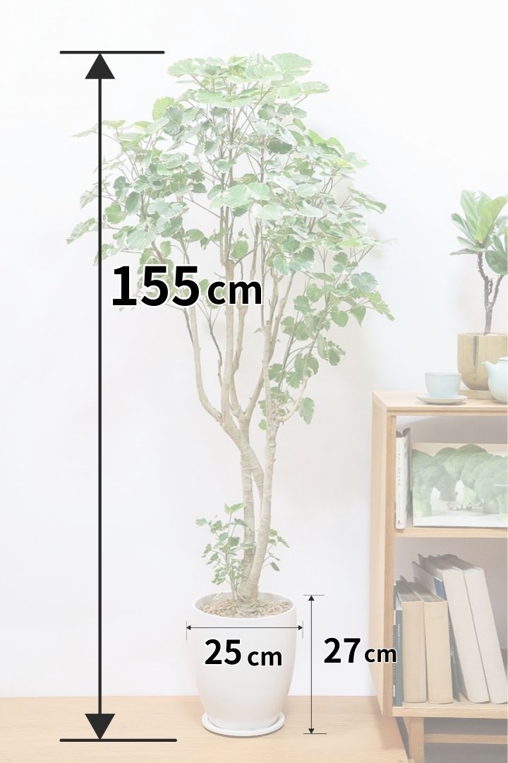 【ポリシャス マルギナータ】葉の模様がとても美しい！あまり生産されていない品種の観葉植物です！