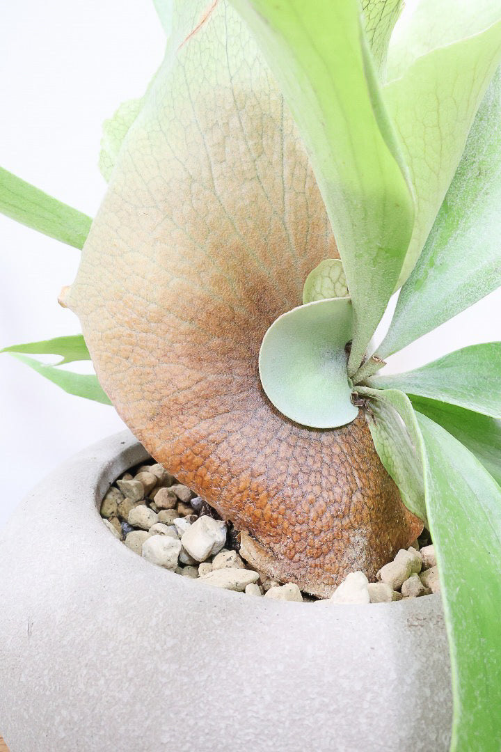 P. willinckii 'Unicorn × Watchara 十二田植 現品】コウモリラン