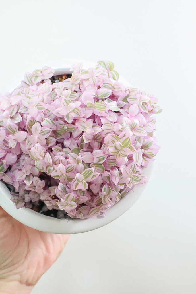 カリシア ロザートW60856| 観葉植物の通信販売 | APEGO(アペーゴ)