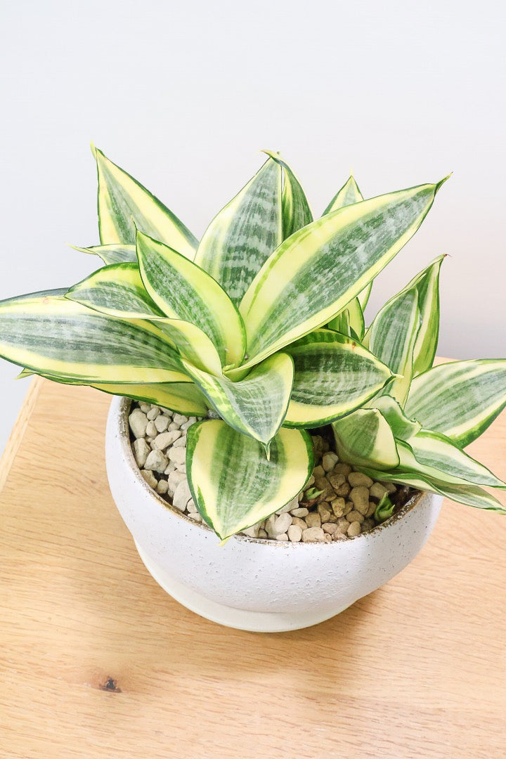 サンスベリア ゴールデンハニーW60857| 観葉植物の通信販売 | APEGO