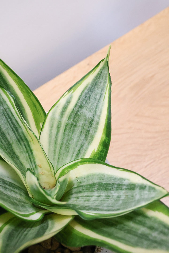 サンスベリア ゴールデンハニーW60857| 観葉植物の通信販売 | APEGO