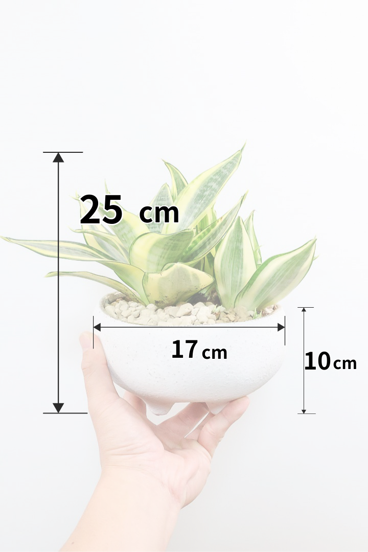 サンスベリア ゴールデンハニーW60857| 観葉植物の通信販売 | APEGO