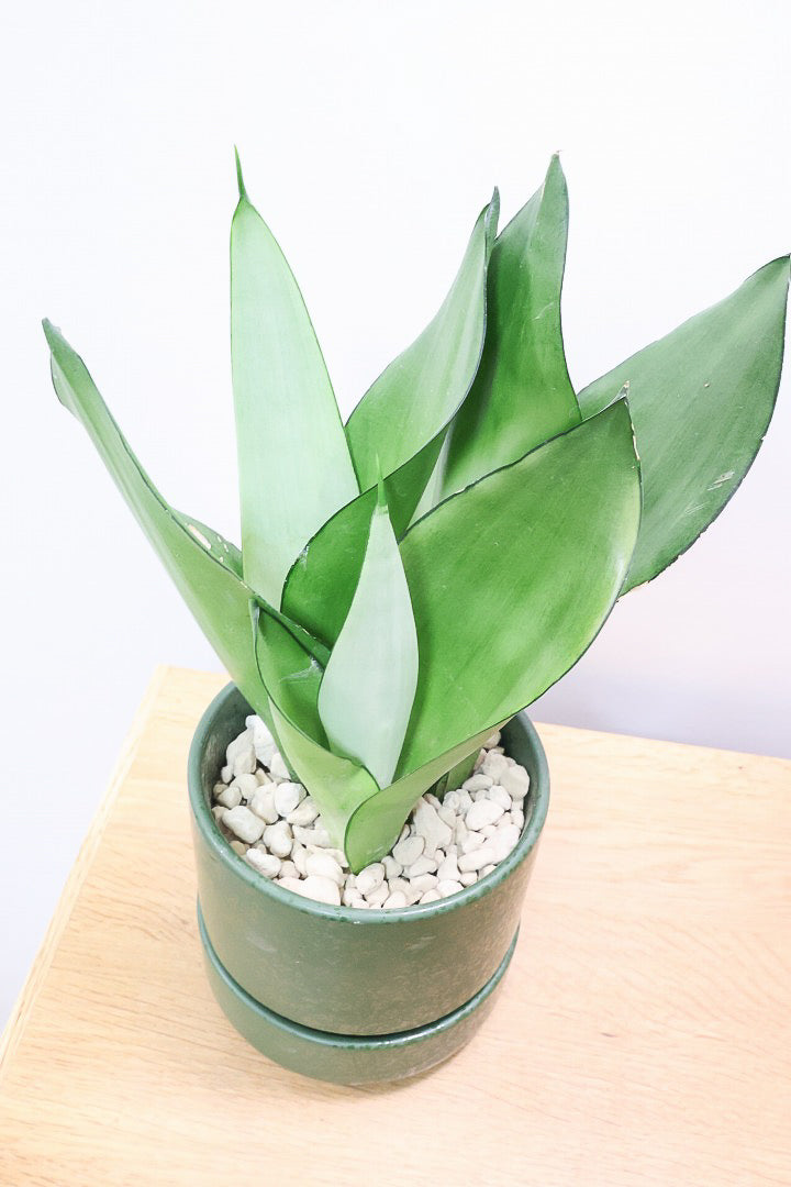 サンスベリア ムーンシャインGR60859| 観葉植物の通信販売 | APEGO