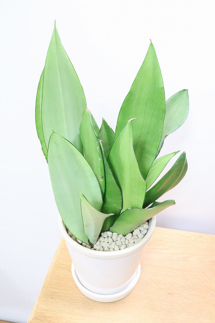 【サンスベリア ムーンシャイン】いつものサイズより少し大き目。透き通るような美しい葉!あまり出回らない希少種！サイズ感もいい感じです♪