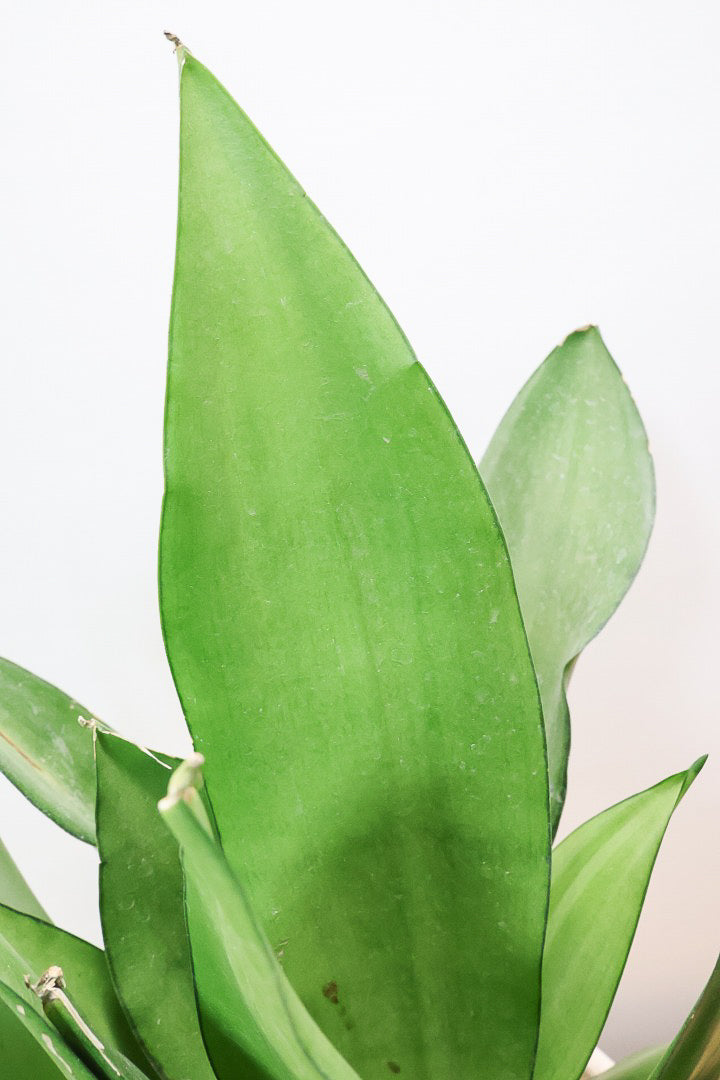 【サンスベリア ムーンシャイン】いつものサイズより少し大き目。透き通るような美しい葉!あまり出回らない希少種！サイズ感もいい感じです♪