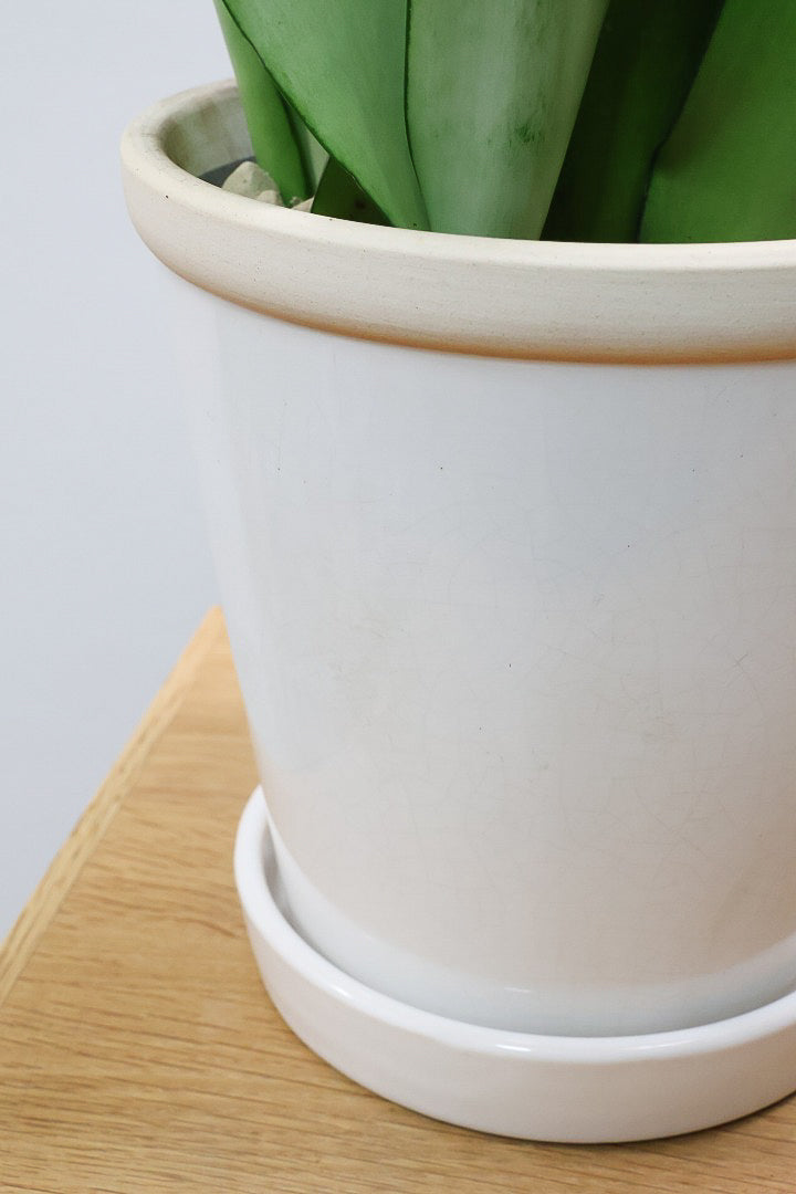 【サンスベリア ムーンシャイン】いつものサイズより少し大き目。透き通るような美しい葉!あまり出回らない希少種！サイズ感もいい感じです♪