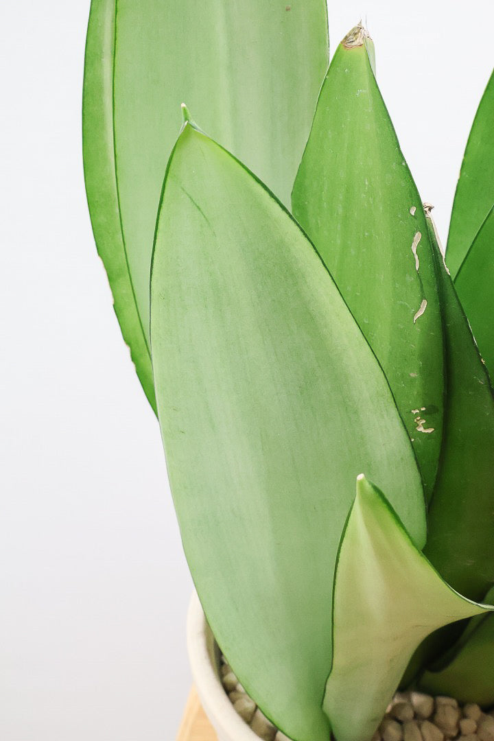 【サンスベリア ムーンシャイン】いつものサイズより少し大き目。透き通るような美しい葉!あまり出回らない希少種！サイズ感もいい感じです♪