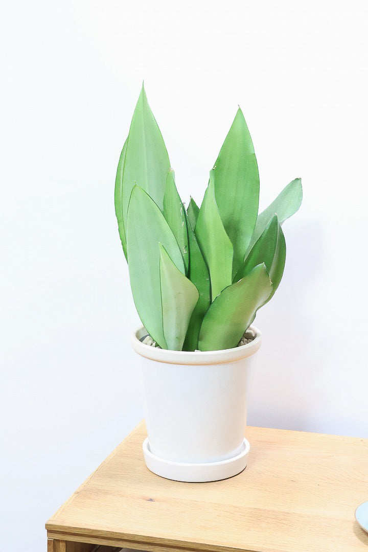 サンスベリア ムーンシャインW60859| 観葉植物の通信販売 | APEGO