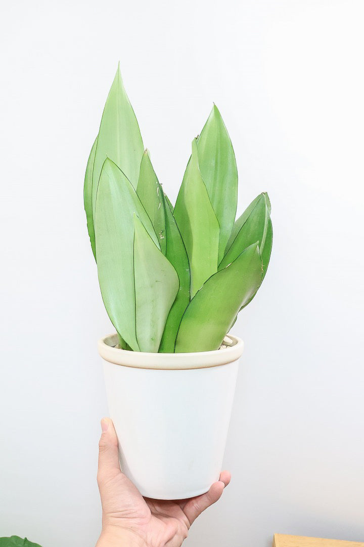 【サンスベリア ムーンシャイン】いつものサイズより少し大き目。透き通るような美しい葉!あまり出回らない希少種！サイズ感もいい感じです♪