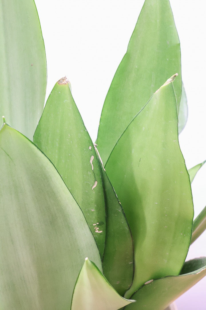 【サンスベリア ムーンシャイン】いつものサイズより少し大き目。透き通るような美しい葉!あまり出回らない希少種！サイズ感もいい感じです♪