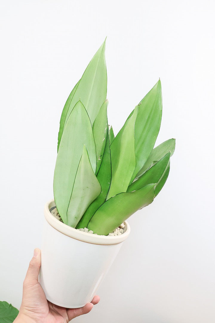 【サンスベリア ムーンシャイン】いつものサイズより少し大き目。透き通るような美しい葉!あまり出回らない希少種！サイズ感もいい感じです♪