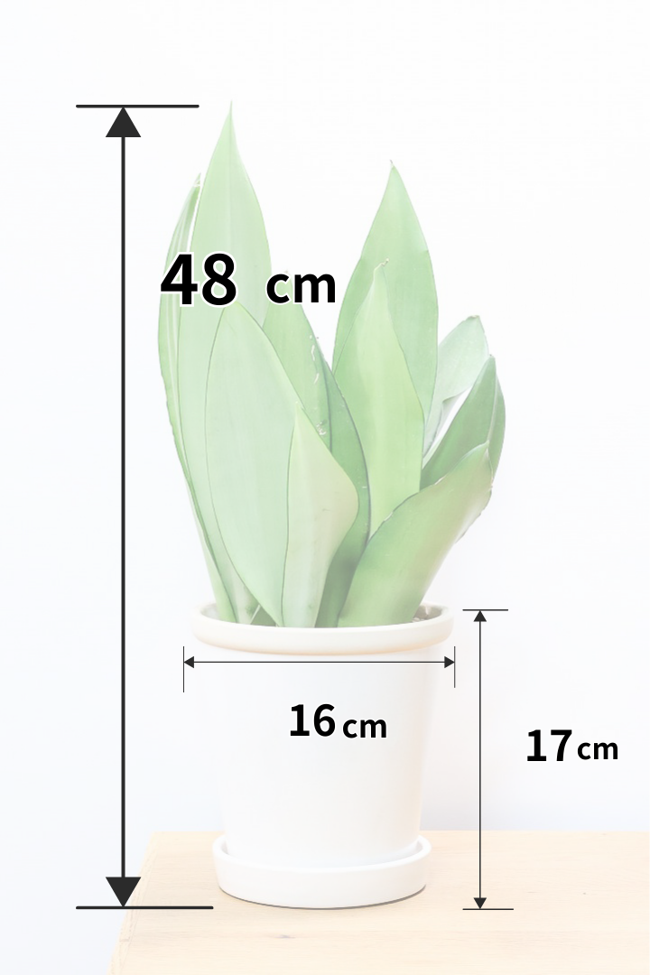 【サンスベリア ムーンシャイン】いつものサイズより少し大き目。透き通るような美しい葉!あまり出回らない希少種！サイズ感もいい感じです♪