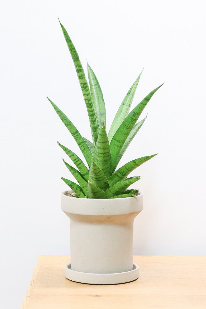 【サンスベリア パゴダ】個性的なフォルム!静岡県の仲良し生産者さんに選んでもらいました！あまり出回らない希少種なので、ぜひこの機会に！