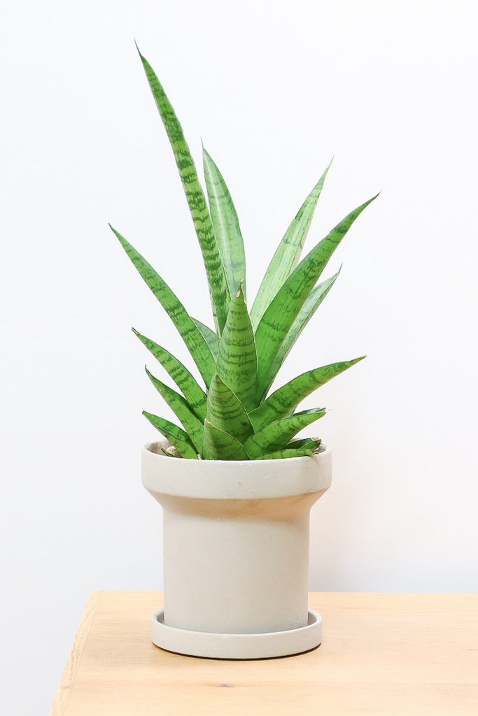 サンスベリア パゴダCO60860| 観葉植物の通信販売 | APEGO(アペーゴ)