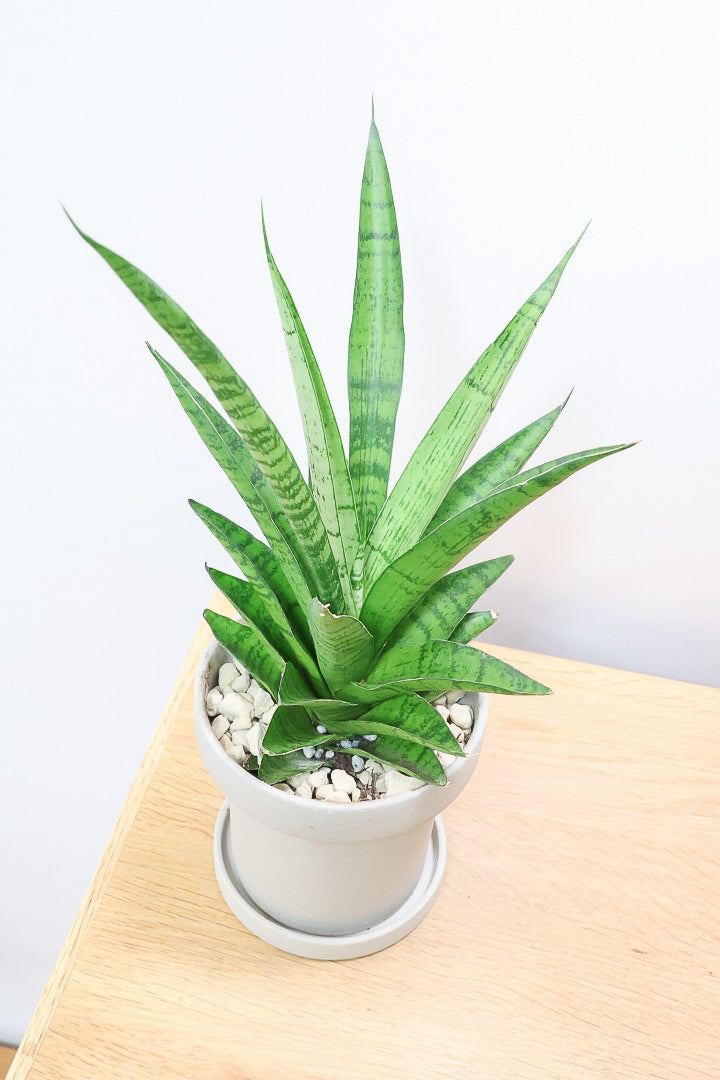 【サンスベリア パゴダ】個性的なフォルム!静岡県の仲良し生産者さんに選んでもらいました！あまり出回らない希少種なので、ぜひこの機会に！