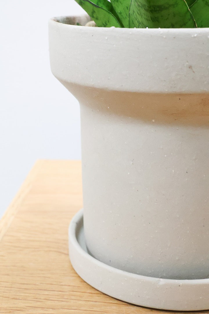 【サンスベリア パゴダ】個性的なフォルム!静岡県の仲良し生産者さんに選んでもらいました！あまり出回らない希少種なので、ぜひこの機会に！