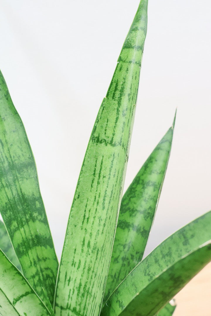 【サンスベリア パゴダ】個性的なフォルム!静岡県の仲良し生産者さんに選んでもらいました！あまり出回らない希少種なので、ぜひこの機会に！