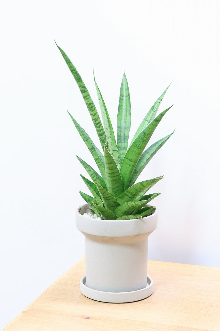 【サンスベリア パゴダ】個性的なフォルム!静岡県の仲良し生産者さんに選んでもらいました！あまり出回らない希少種なので、ぜひこの機会に！