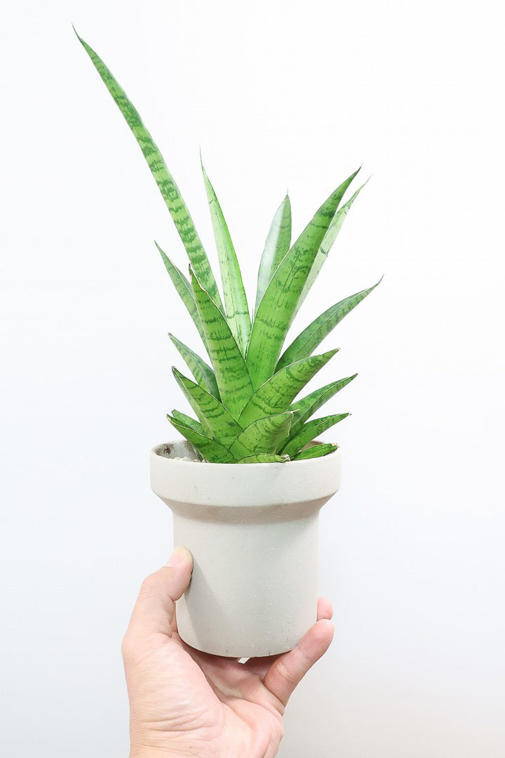 【サンスベリア パゴダ】個性的なフォルム!静岡県の仲良し生産者さんに選んでもらいました！あまり出回らない希少種なので、ぜひこの機会に！