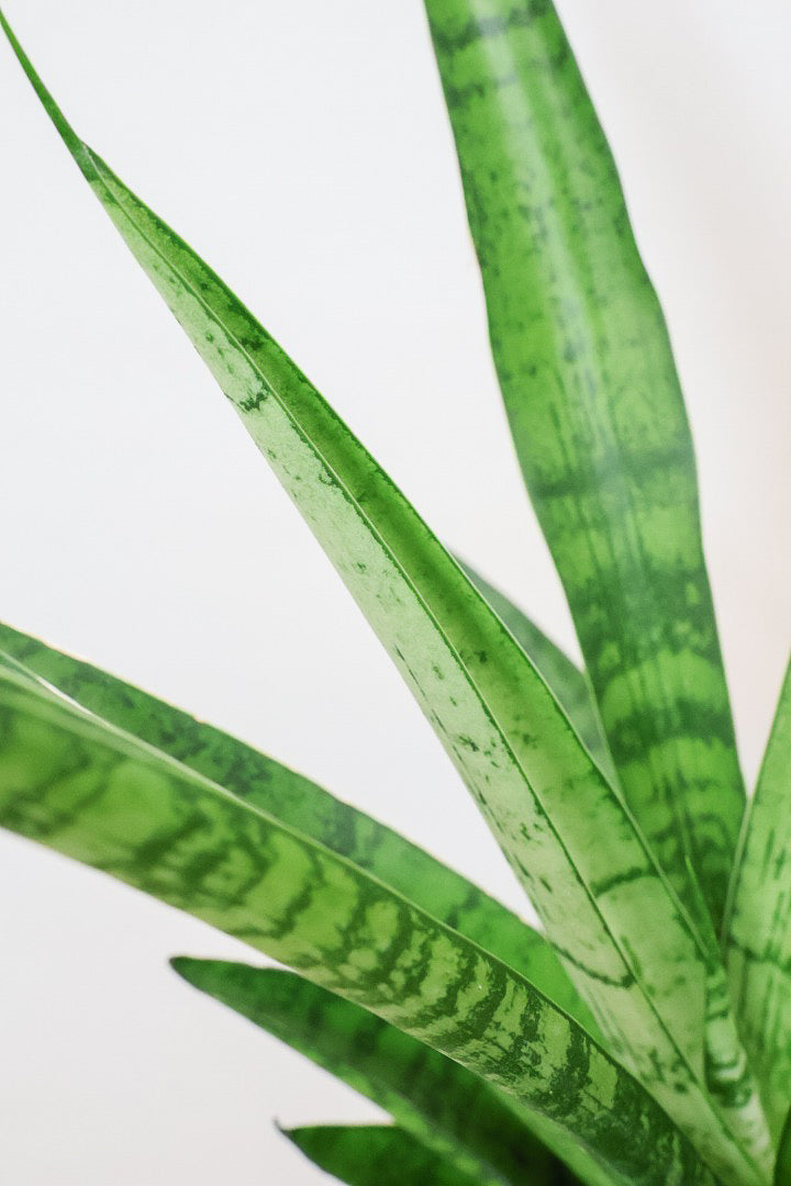 【サンスベリア パゴダ】個性的なフォルム!静岡県の仲良し生産者さんに選んでもらいました！あまり出回らない希少種なので、ぜひこの機会に！