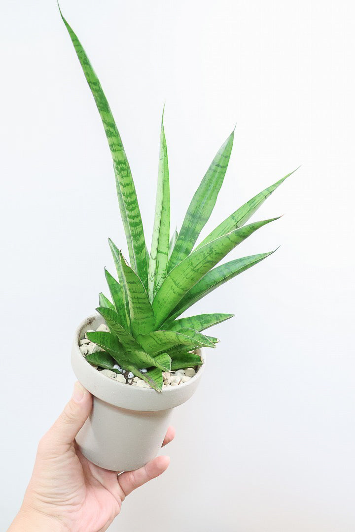 【サンスベリア パゴダ】個性的なフォルム!静岡県の仲良し生産者さんに選んでもらいました！あまり出回らない希少種なので、ぜひこの機会に！